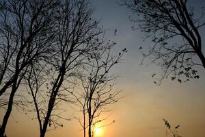 twilight and deciduous teak trees. teak tree shadows form a black silhouette. photo