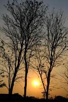 twilight and deciduous teak trees. teak tree shadows form a black silhouette. photo