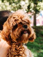 Close-up side view of a fluffy ginger dog wearing a collar, being held by a person photo