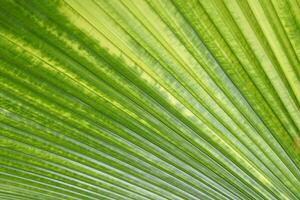 The leaves of Licuala grandis are single, fan-shaped, shiny green, folded into frequent pleats along the length of the leaf, and the edges of the leaves are pointed at regular intervals. photo