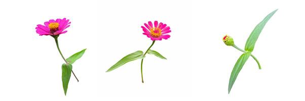 Isolated side view of pink zinnia flowers on a white background. Sort the sizes from largest to smallest and the age from oldest to youngest. Soft and selective focus. photo