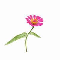 Isolated side view of pink zinnia flowers on a white background. Soft and selective focus. photo