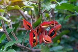 bunch of Sterculia monosperma grows together in groups, red, round shape, hard shell with soft hairs, slightly curved fruit tip. The mature fruit will split along the side. The seeds are brown. photo