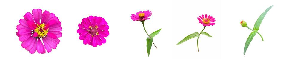Isolated pink zinnia flowers Sort the sizes from largest to smallest and the age from oldest to youngest. Soft and selective focus. photo
