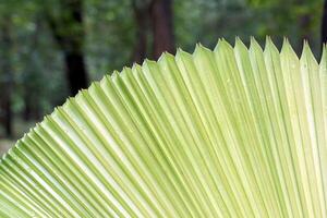 The leaves of Licuala grandis are single, fan-shaped, shiny green, folded into frequent pleats along the length of the leaf, and the edges of the leaves are pointed at regular intervals. photo