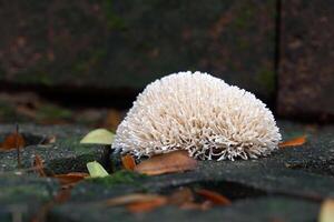 The white coral fungus group has upright flowers and branches into small branches resembling corals, singly or in groups. Found growing on the ground or on wood. photo
