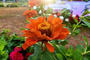 A vibrant orange Zinnia, also known as youth-and-age, blooms in warm sunlight at Lalbagh Botanical Garden. Its petals shift from deep orange to light, with a yellow center in sharp focus. photo