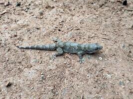 Closeup of a large Indian house gecko on sandy ground highlights its natural camouflage. It has grayish-brown coloring with darker body and tail markings, plus large, round eyes with vertical pupils. photo