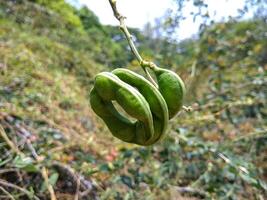 A cluster of immature Manila tamarind pods or Pithecellobium dulce hangs from a branch, surrounded by lush green foliage. The pods are a vibrant green color and have a distinctive curved shape. photo