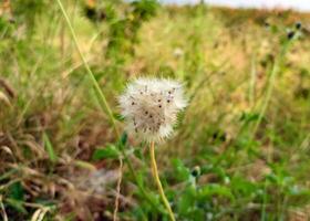 A close-up of Tridax procumbens, or Coatbuttons, features a fluffy white seed head in bloom, ready to disperse seeds. A blurred green field enhances the flower's delicate beauty, ideal for studies. photo