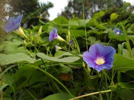 A vibrant cluster of blue morning glories or Ipomoea in full bloom, with delicate petals and yellow centers. Lush green leaves and tall trees surround them, with dew adding sparkle to the fresh scene. photo
