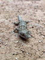 A closeup portrait of a large Indian gecko reveals intricate details and a curious expression. Its mottled brown body blends seamlessly with the sandy, earthy background, enhancing its camouflage. photo