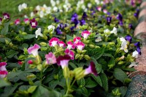 A vibrant display of Torenia fournieri, or Wishbone Flowers, at Lalbagh Botanical Garden showcases striking shades of blue, white, and pink, with unique yellow markings for a captivating look. photo