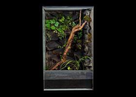 Vertical Terrarium with Plants and Branch on Rocky Background photo