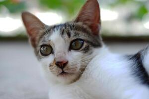 A cute white cat eyes. Deep of field selective focus on cat's eyes. Bokeh background photo