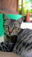 A tabby cat eyes that are very sharp and relaxed. Cat and animal lover. Bokeh background. photo