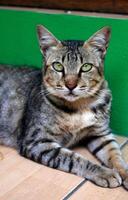 A tabby cat is looking at the camera with a sharp gaze while being photographed. Cat and animal lover photo