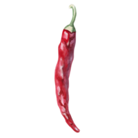 Chili pepper pod, side view. Isolated watercolor illustration for spice packaging design, cookbook, fabric printing, restaurant print design, tableware and kitchenware png