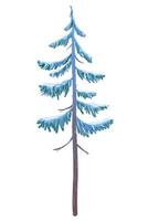 illustration of a spruce tree in the snow on a white background. Green fluffy pine covered with snow. Winter snow-covered tree for Christmas scene, New Year card. Winter design element. vector