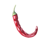 Curved red pepper pod. Isolated watercolor illustration for spice packaging design, cookbook, fabric printing, restaurant print design, tableware and kitchenware png