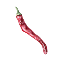 Red chili pepper pod, side view. Isolated watercolor illustration for spice packaging design, cookbook, fabric printing, restaurant print design, tableware and kitchenware. png