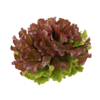 Fresh and vibrant lettuce showcasing rich colors and textures, perfect for salads and healthy dishes. png