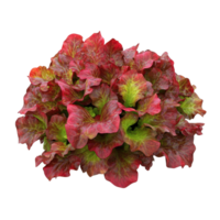 Vibrant red and green lettuce variety, showcasing fresh leaves ideal for salads and culinary dishes. png