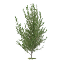 A vibrant green olive tree with lush foliage, perfect for enhancing garden landscapes or culinary themes. png