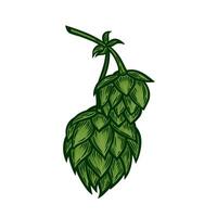 Hops in the style of line drawing. vector