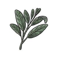 Sage in the style of a line drawing in color vector