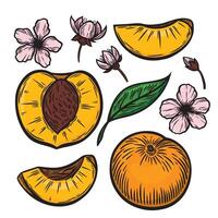A set of peaches in the style of line drawing vector