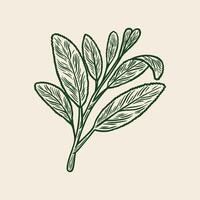 Sketch drawing of a sage branch vector