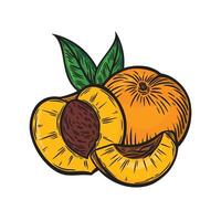 Color image of peaches in the style of line drawing. vector
