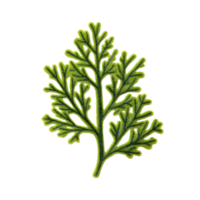 Detailed illustration of a green leaf, showcasing intricate patterns and vibrant color, ideal for nature-themed projects. png