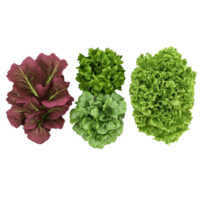 A vibrant assortment of fresh lettuce varieties showcasing their rich colors and textures, perfect for healthy recipes and salads. png