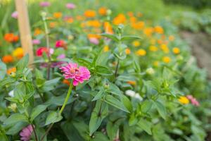 Sunny summer day.In a flower bed in a large number various zinnias grow and blossom. photo