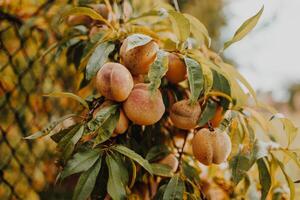 Peach fruit on a tree in the farm closeup view photo