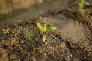 Close up of a small beet seedling growing in moist soil in a greenhouse. photo