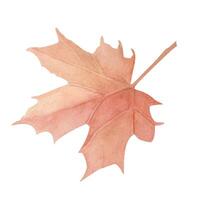 Autumn red maple Leaf. Fall Plant with red edges. Watercolor illustration isolated from the background. Useful for posters, postcards, prints, educational cards, puzzle, mosaic vector