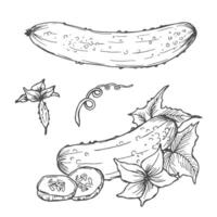 Black and white contour set with cucumbers. Monochrome outline of cucumbers, cucumber slices, flowers and leaves isolated on white vector