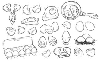 Fresh and boiled eggs, outline icons. Simple engraving broken chicken and quail eggs with cracked eggshell, in cardboard box, drawn boiled eggs half and slices illustration. Sketches in doodle style vector