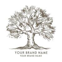 An olive tree logo with a name and a name vector