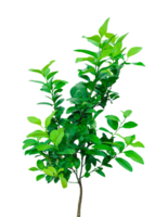 a small green lemon plant on a background, a orange tree, a green Malta tree on transparent background, png