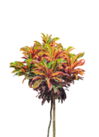 a small tree with colorful leaves on it, set of plants with green yellow red leaves on top of each other, two plants with colourful leaves frame on a transparent background, png