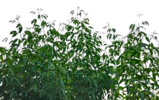 a tree with leaves on it, green grass in a field, green grass in the wind, green grass frame on transparent background, png