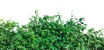 a bush with green leaves on it, green plants frame on a background, a tree with leaves on it, green grass in a field, green grass in the wind, png