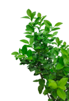 green lemon plant on a background, a tree branch of Malta plant, green lemon leaf png