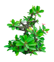a bonsai of Euphorbia milii plant wit pink flowers on a transparent background, png