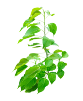 a plant of banyan tree with green leaves on a transparent background, png