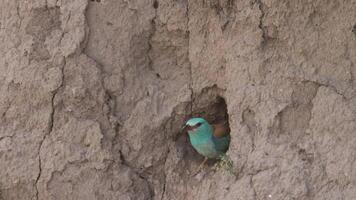 Beautiful bird European Roller, Coracias garrulus. Striking blue and turquoise plumage, with a slightly brown back and wings. It is a species that often nests in tree holes, rock crevices video